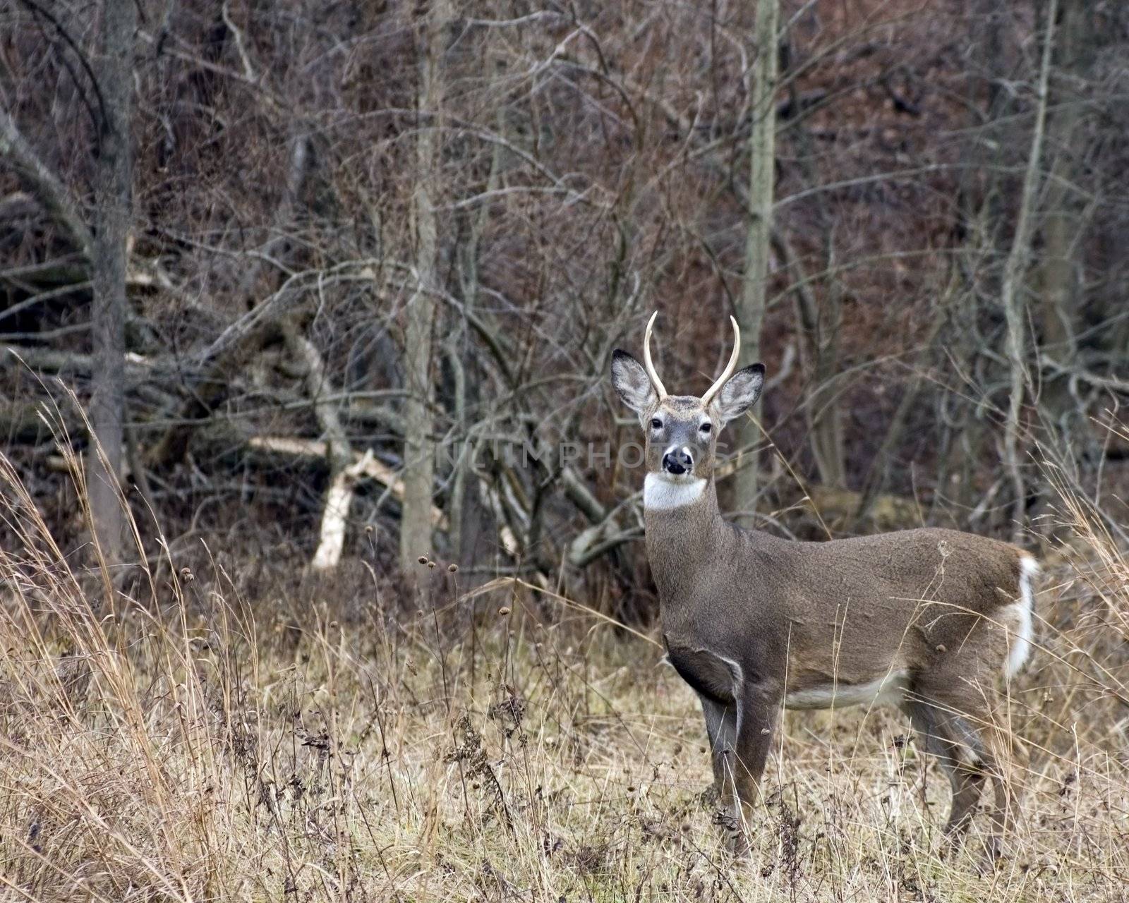 Whitetail deer buck standing in a field.