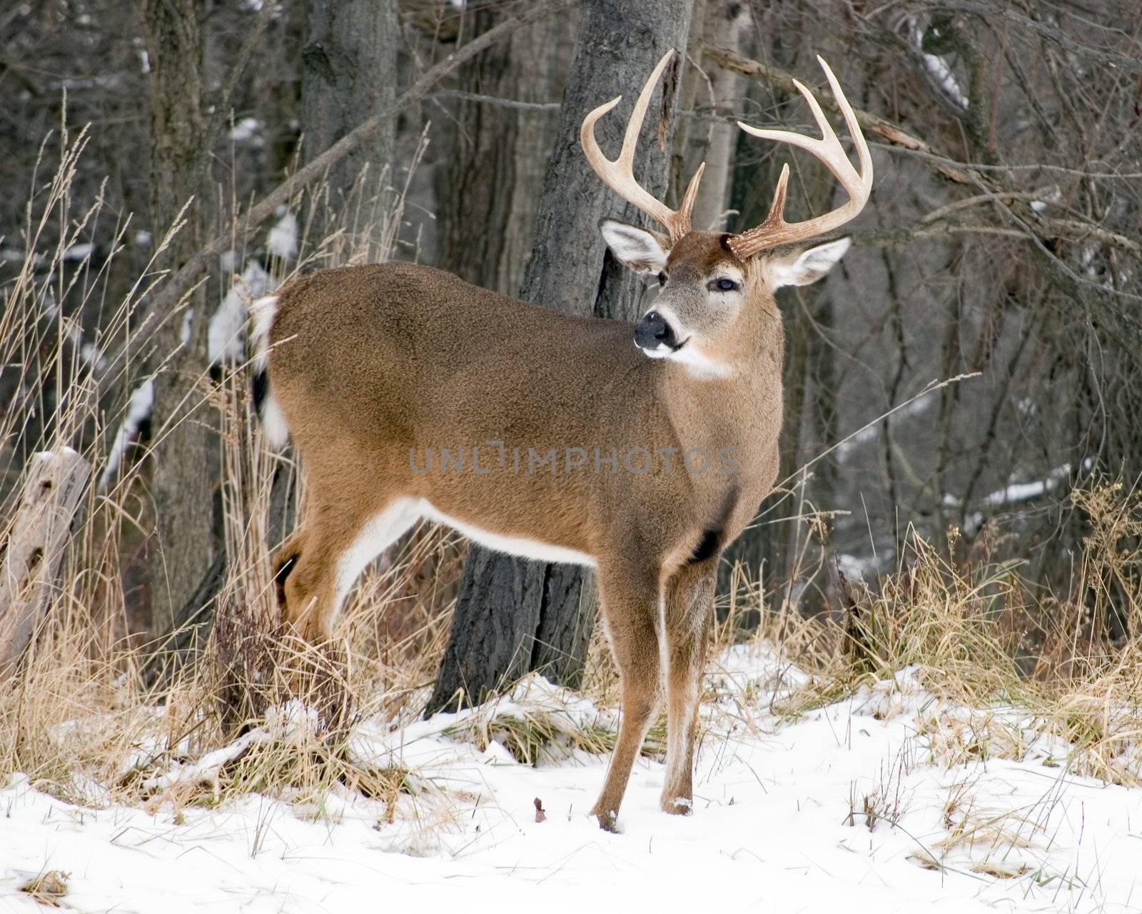 A whitetail deer buck standing in the snow.