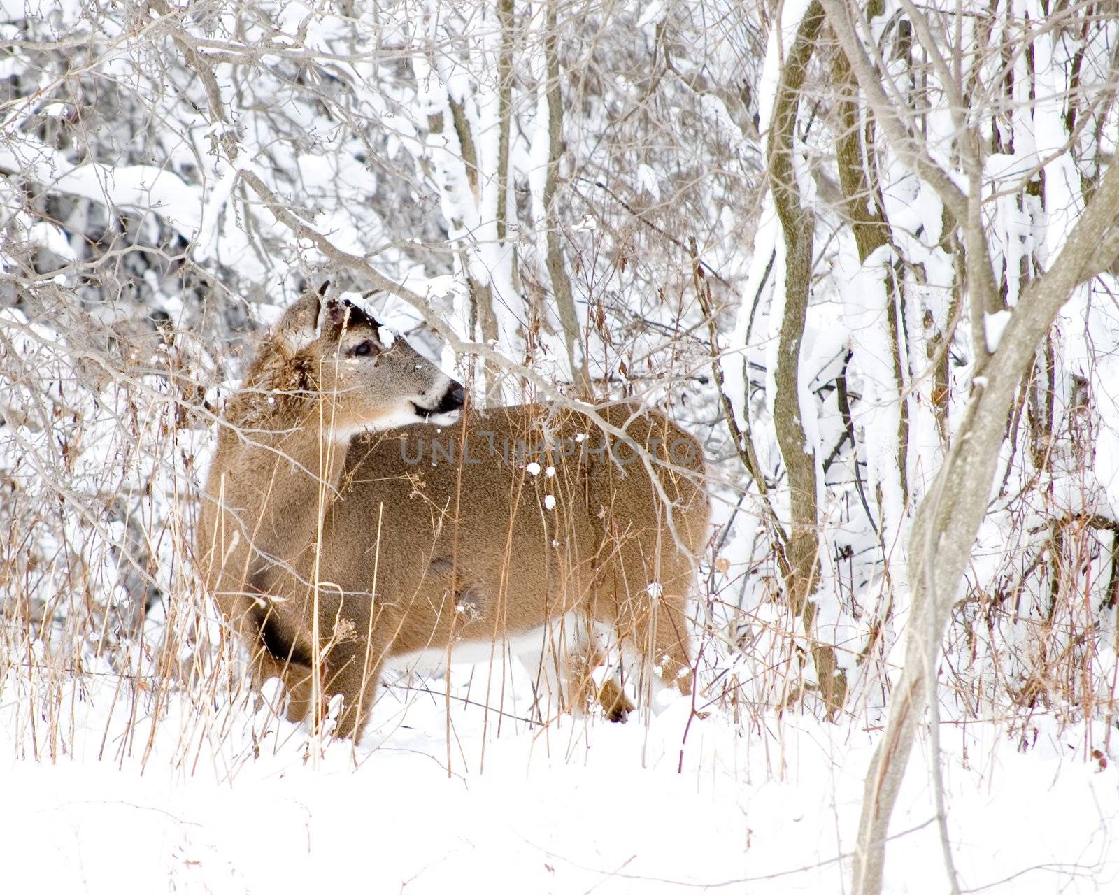 A whitetail deer buck without antlers standing in the woods in winter snow.