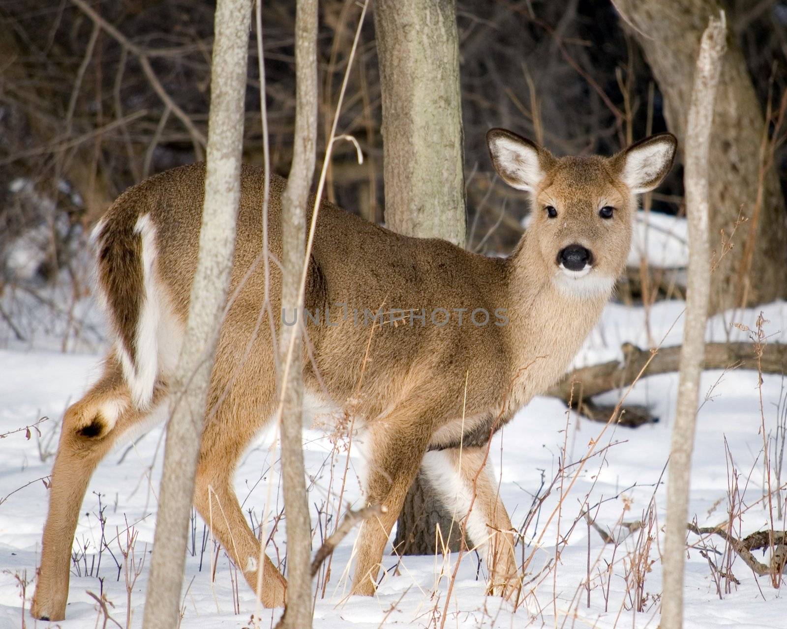 Whitetail deer yearling at the woods edge in winter snow.