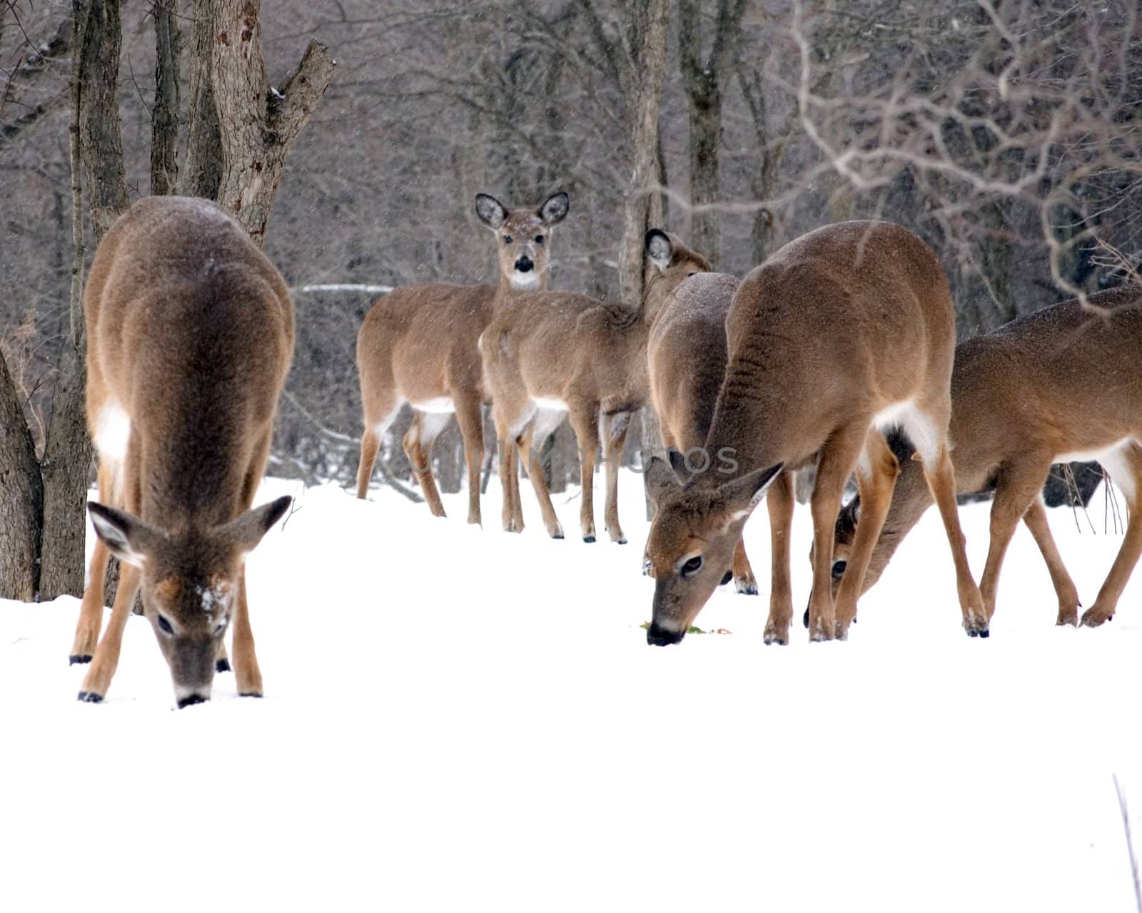 A herd of whitetail deer does browsing for food in the winter snow.