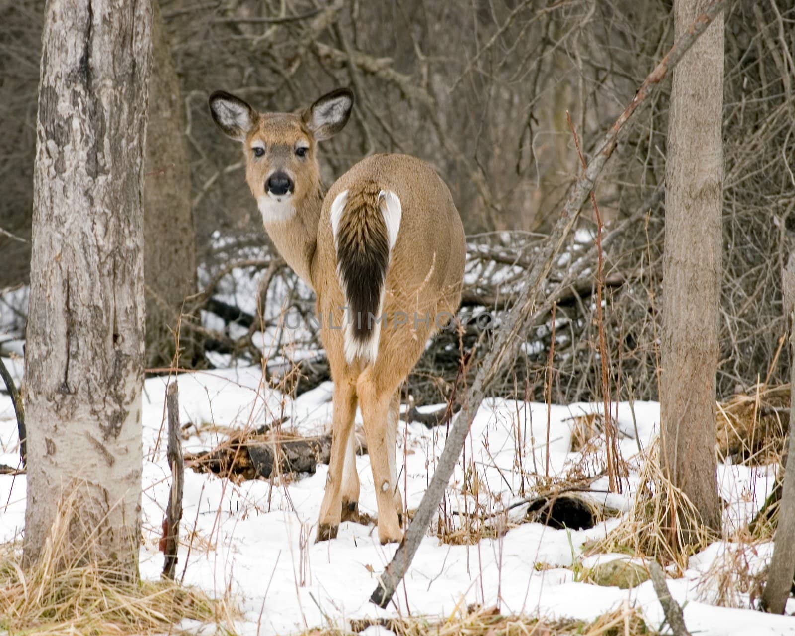 A whitetail deer doe looking back from the woods in winter snow.
