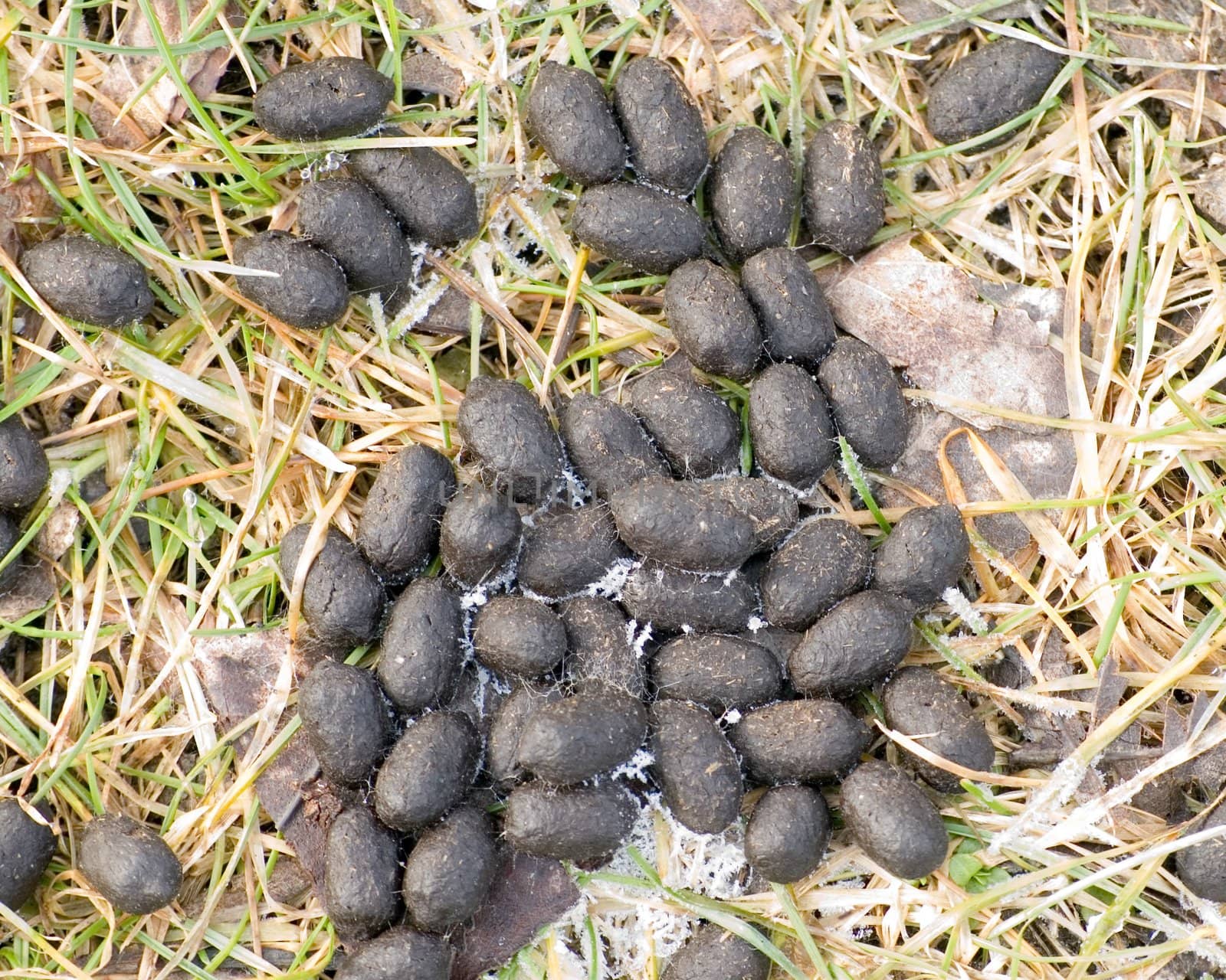 Whitetail deer droppings in the grass.