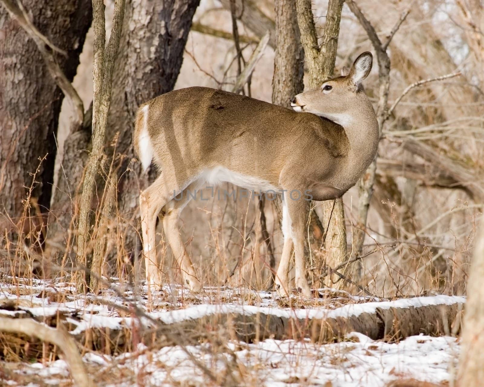 Whitetail deer Doe Side View by brm1949