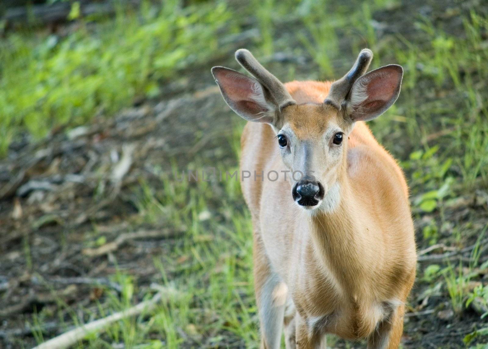 A young whitetail deer buck in early summer velvet standing at the edge of a field.