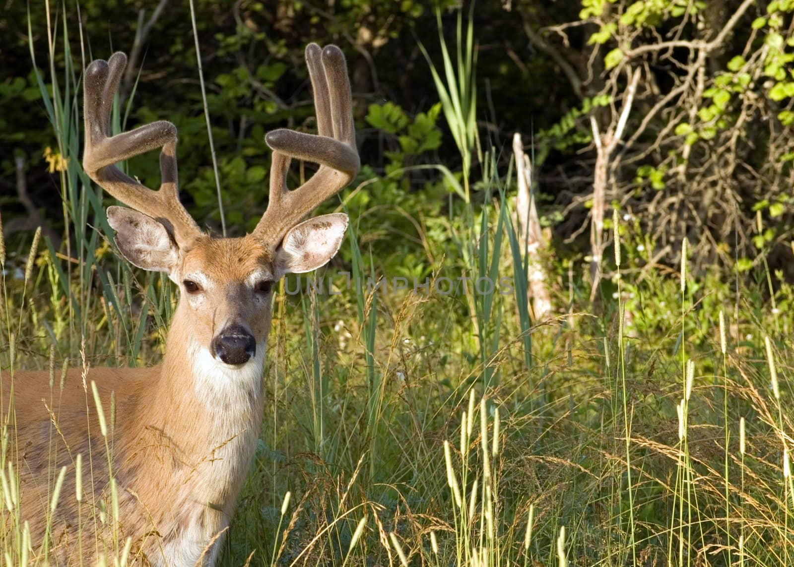 Whitetail Deer Buck by brm1949