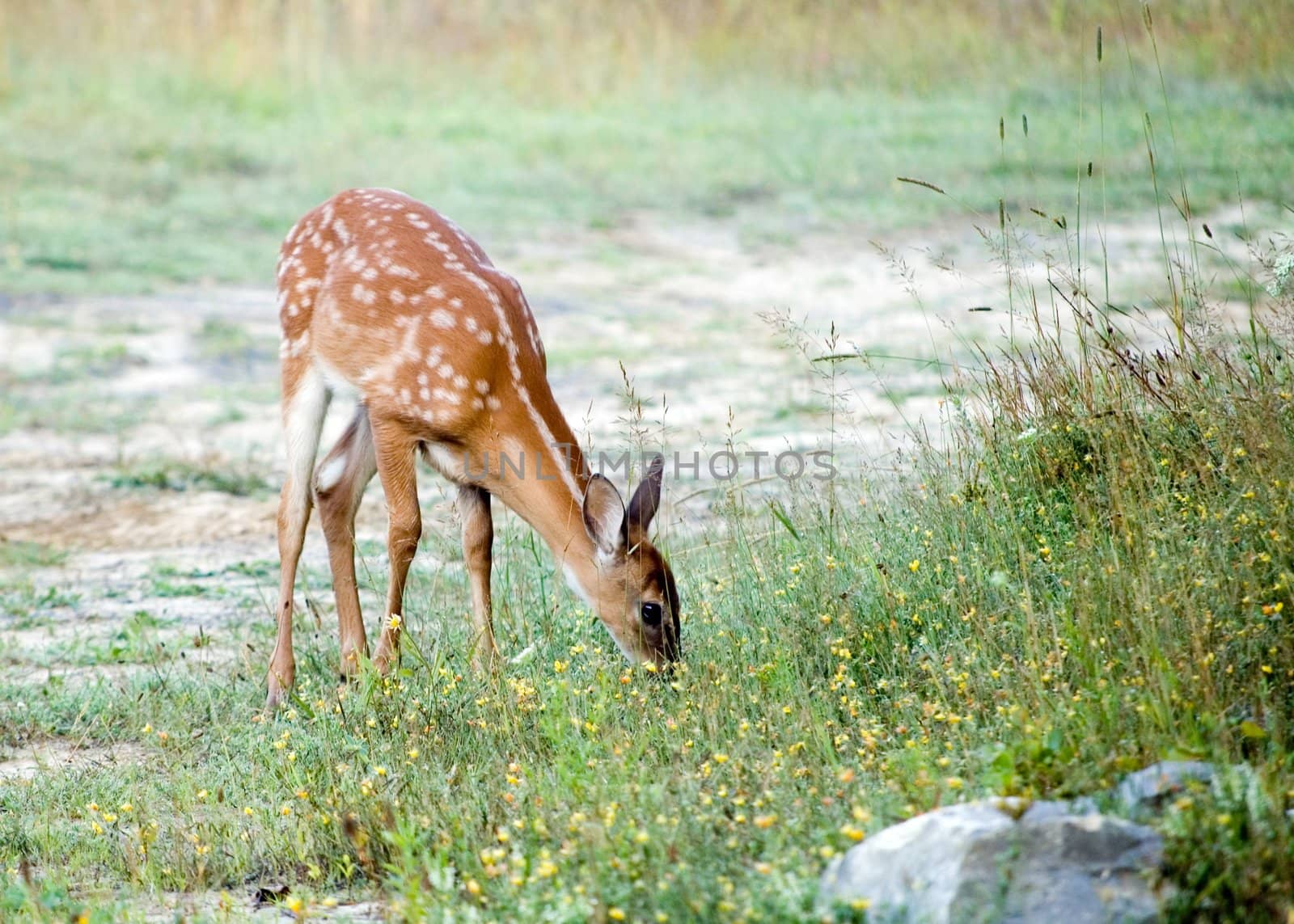 A whitetail deer fawn browsing in a field.