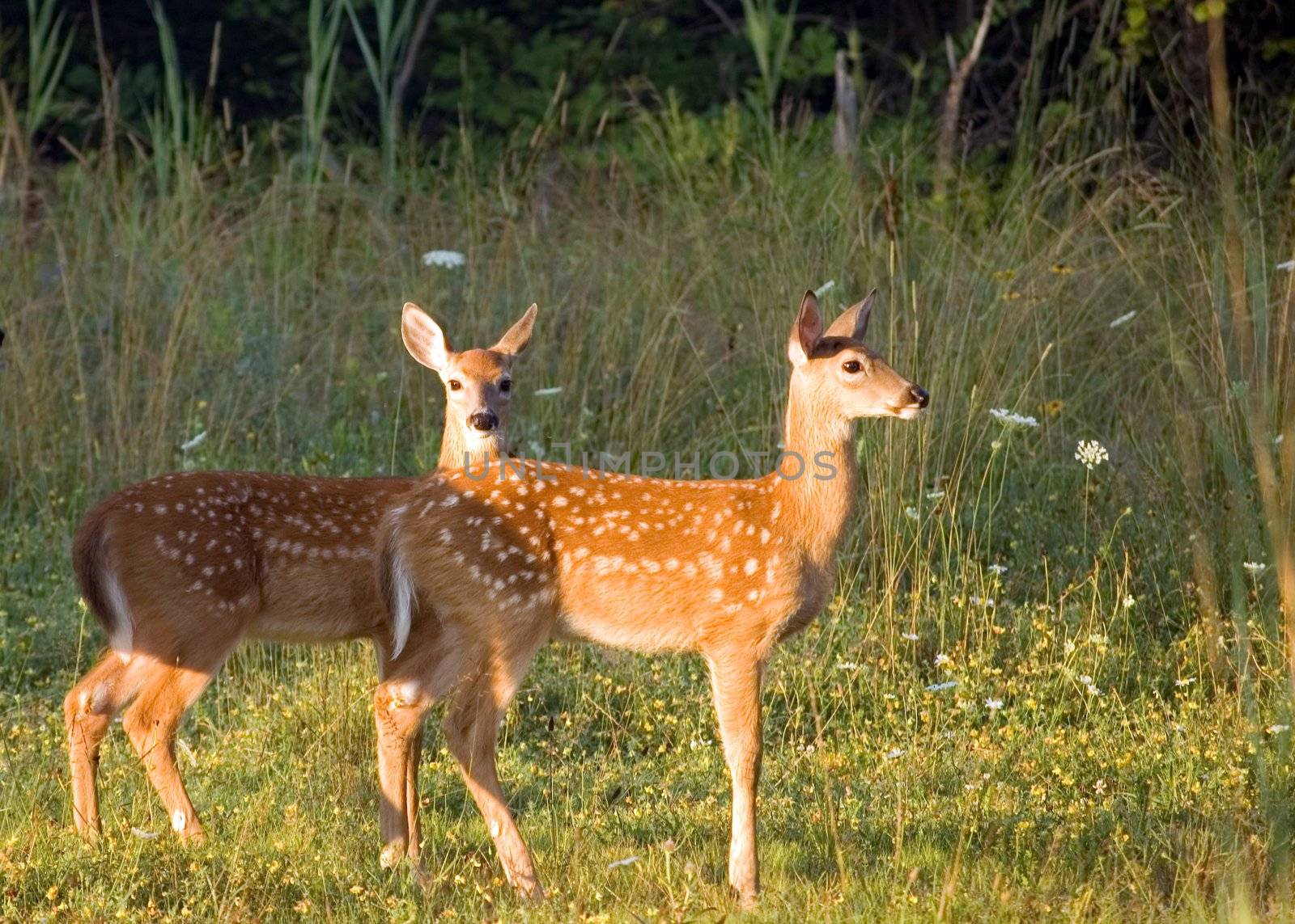 Two whitetail deer fawns standing in a field.