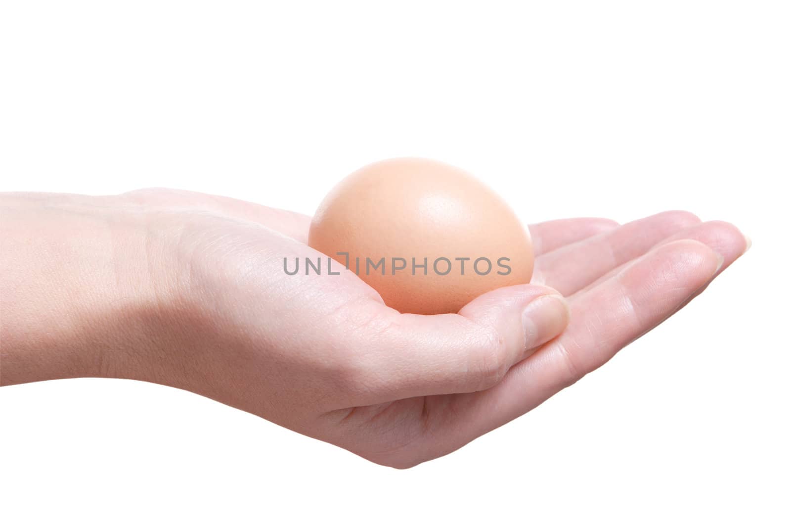 Egg in Hand, Egg, Hand, Finger, Tenderness, Frail, Shell, Calcium, Protein, Bird, Caution, Insulated, White
