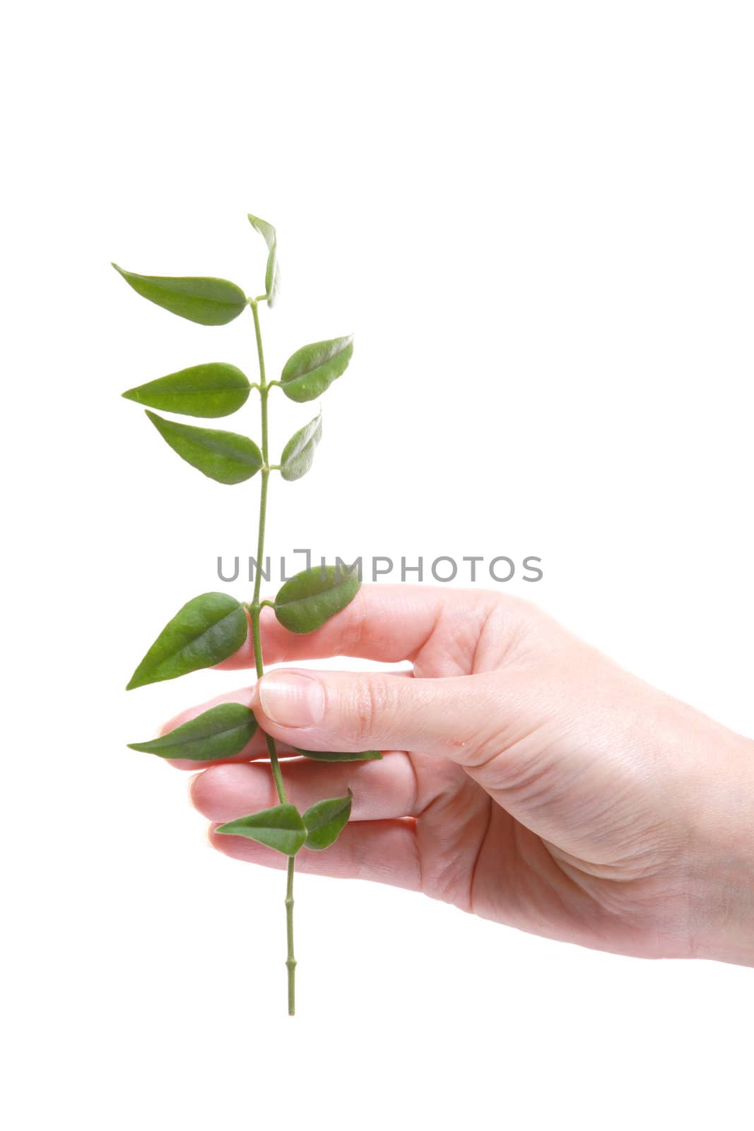 Green Branch in Hand, Palm, Finger, Careful, Gentile, Green, Sheet