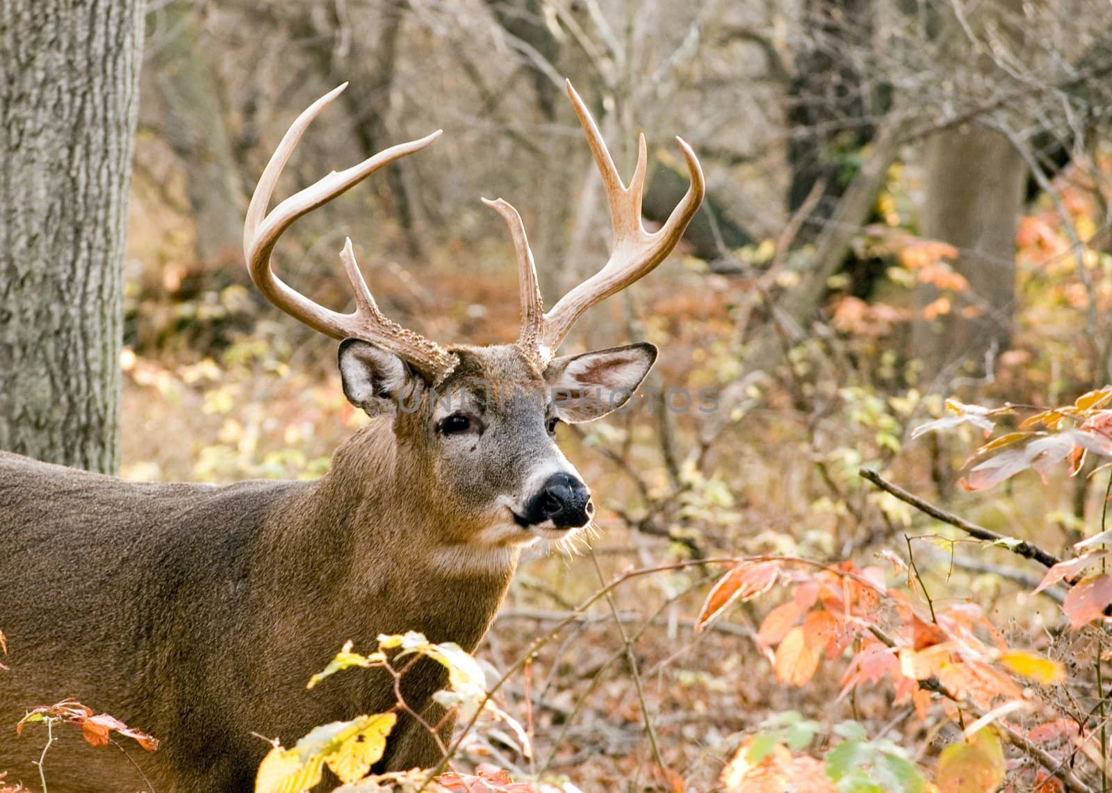 A whitetail deer buck standing in the woods.