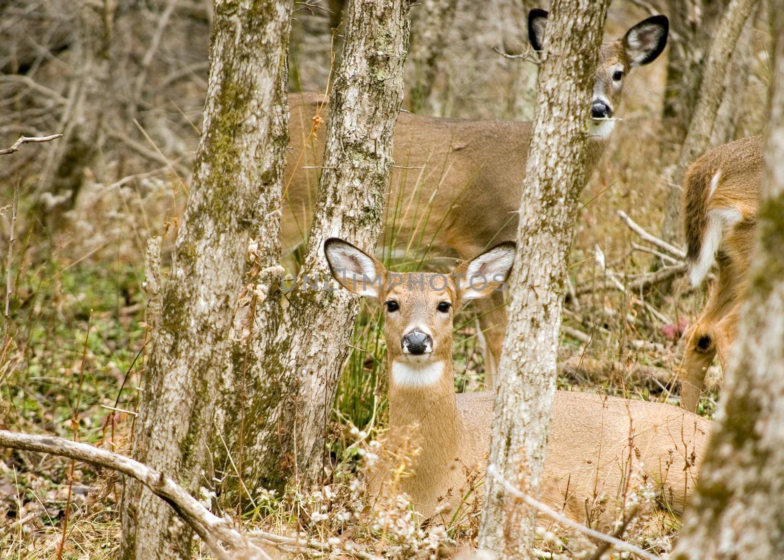 Whitetail deer doe bedded down in the woods/