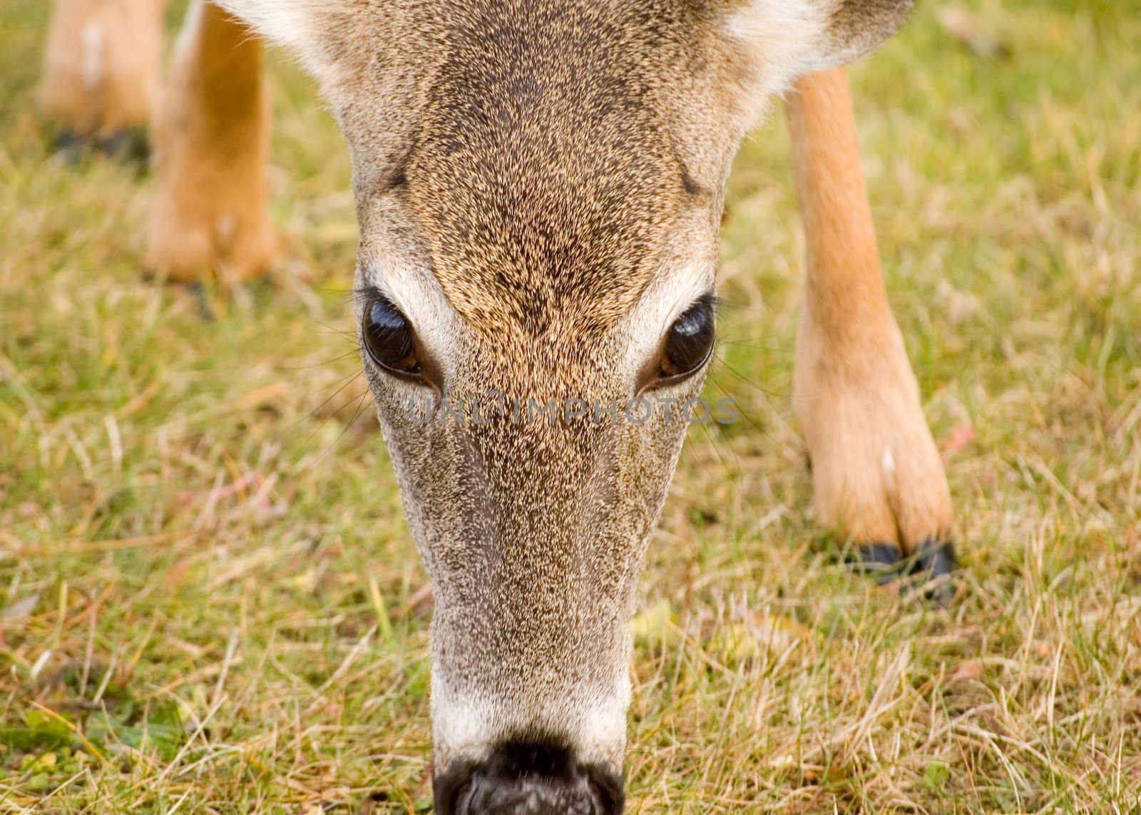 Close-up photo of a whitetail deer doe's head and eyes.