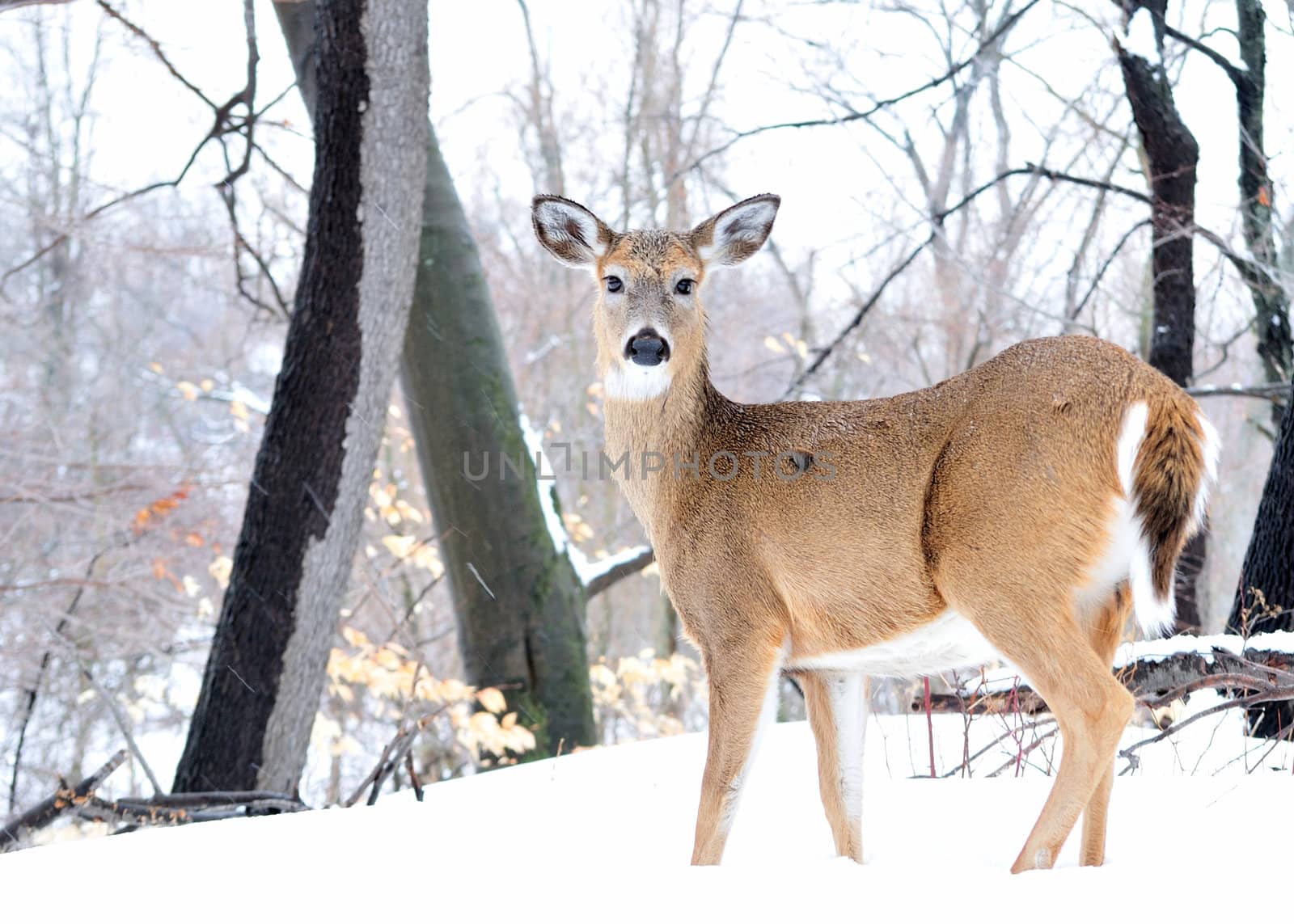 A whitetail deer buck standing in the woods.