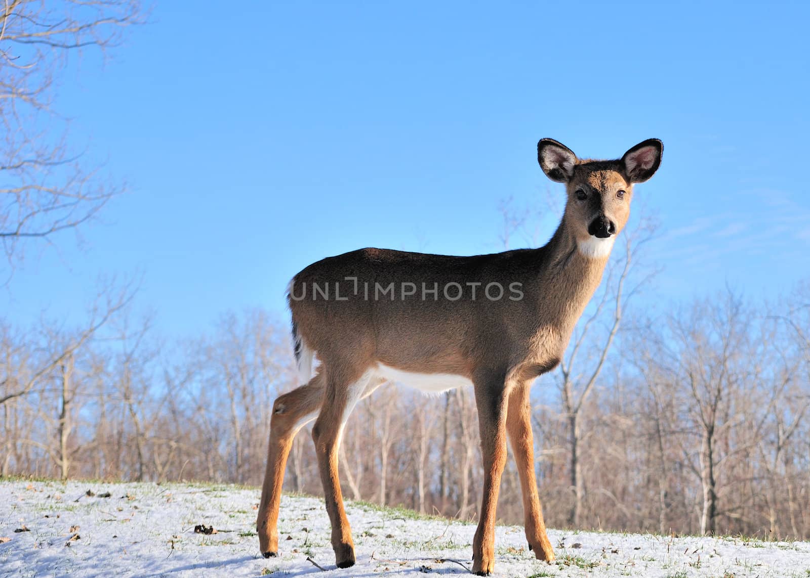 Whitetail deer yearling standing in winter snow.