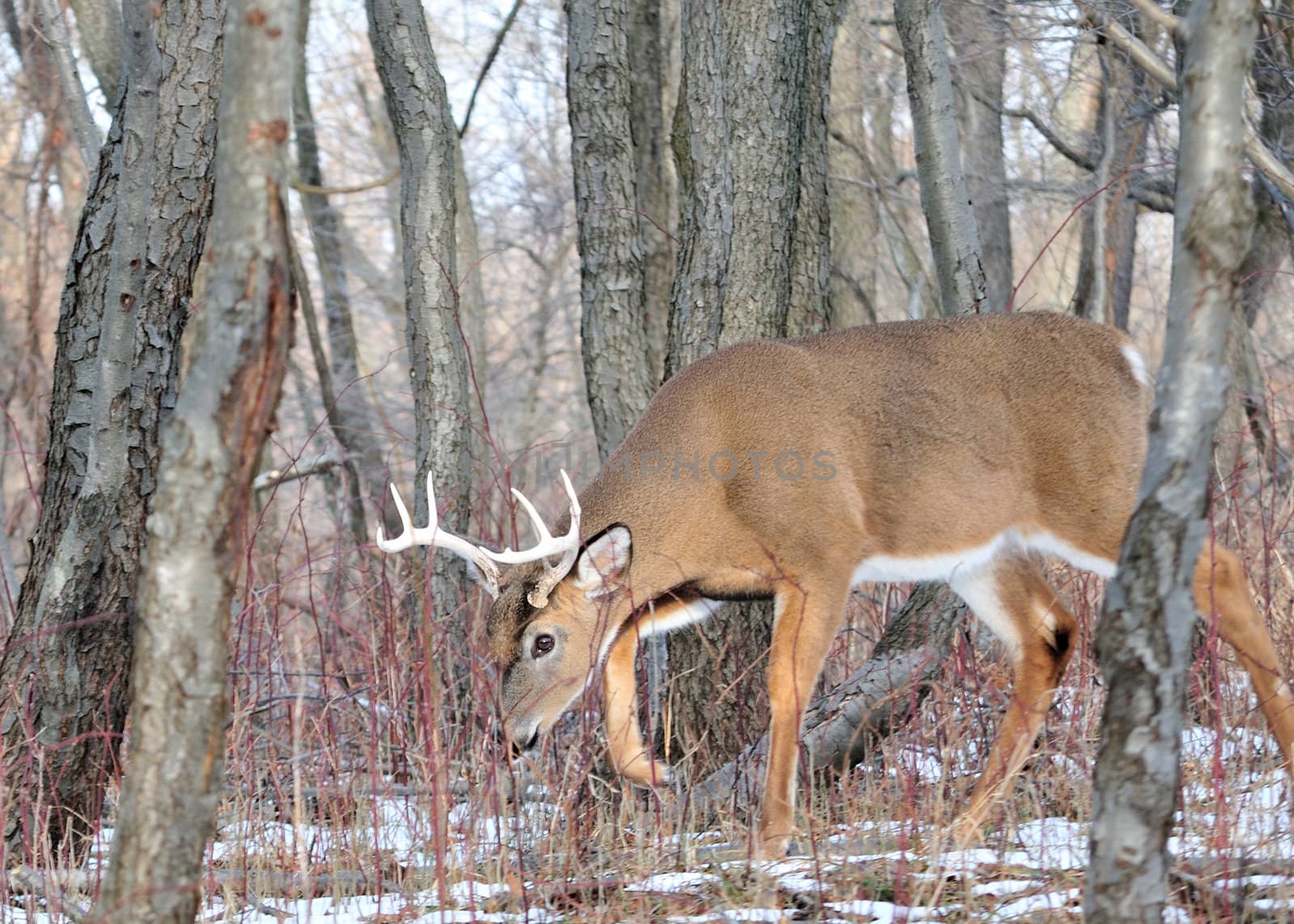 A whitetail deer buck standing in the woods.