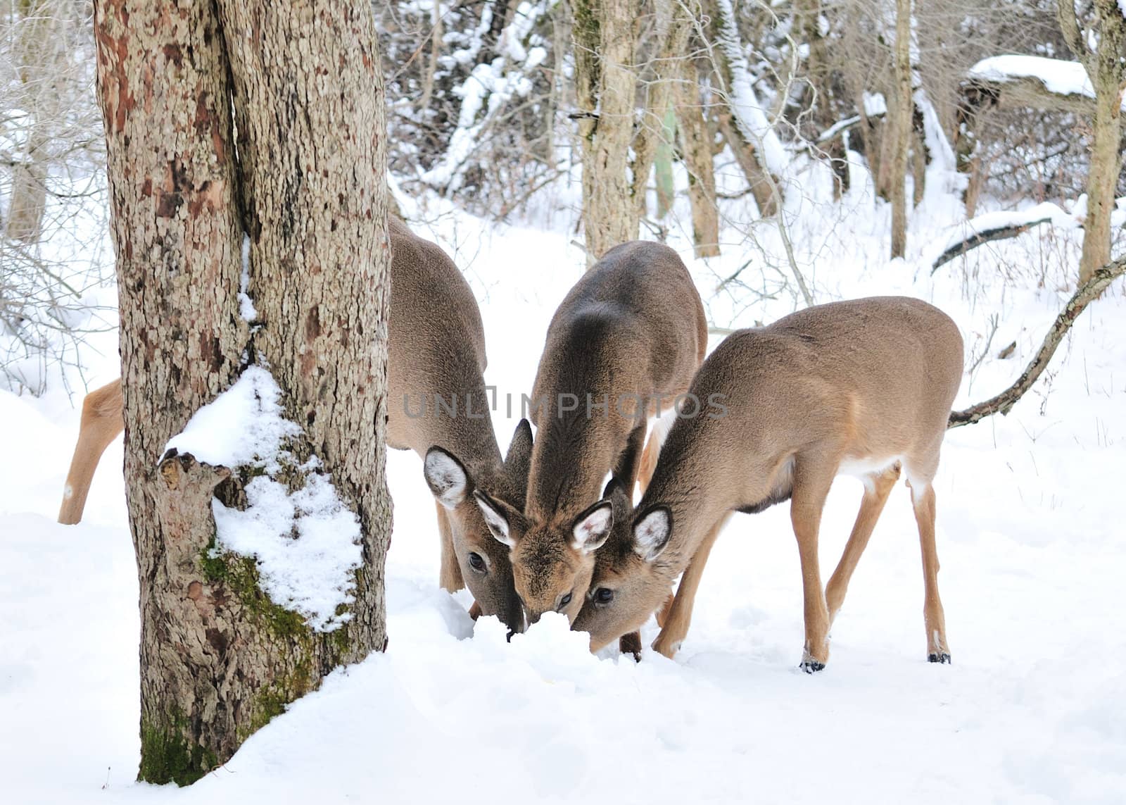 A whitetail deer buck standing in the woods.