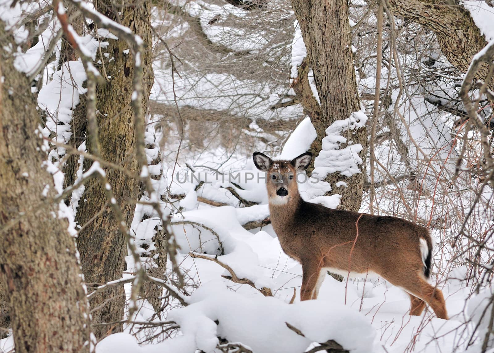 A whitetail deer buck standing in the woods.