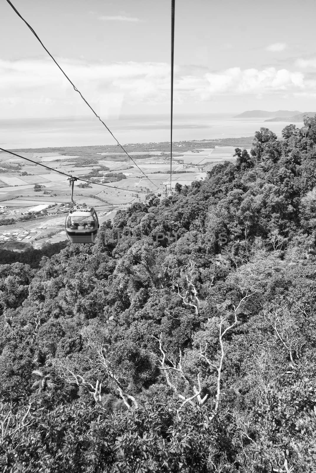 Rai n Forest near Kuranda Village, Queensland, Australia