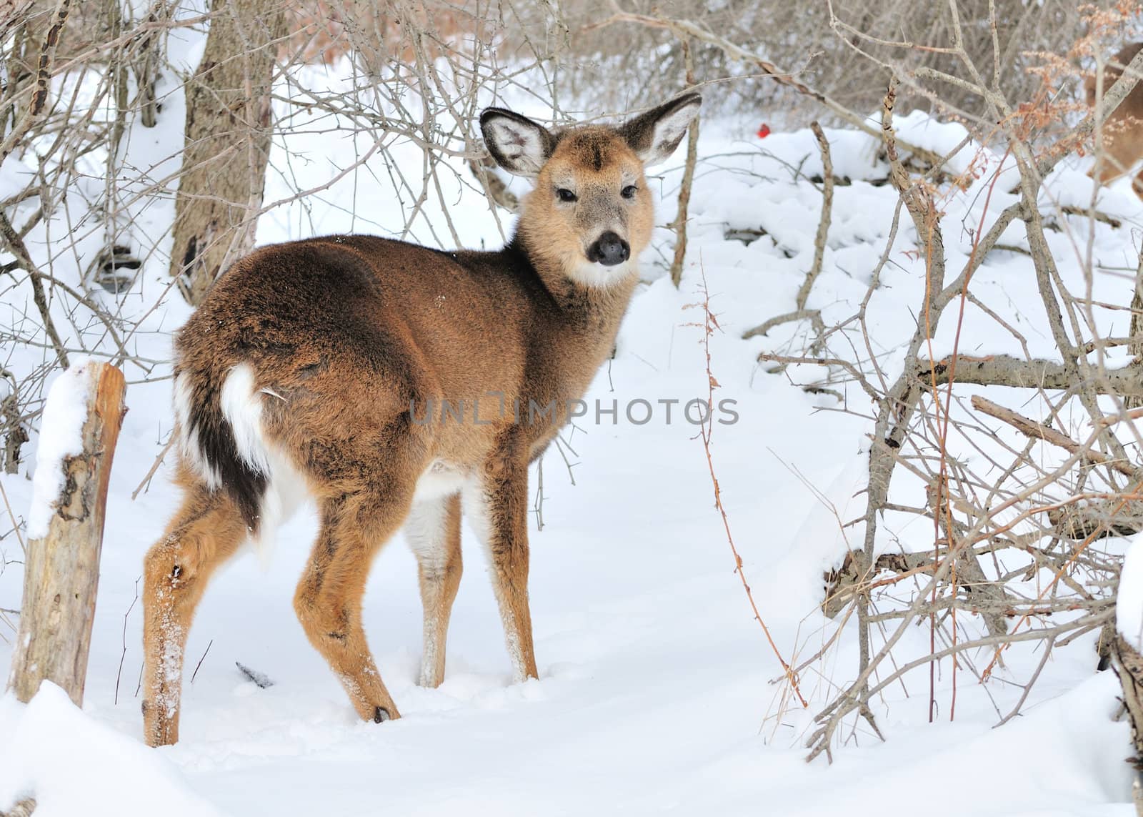 A whitetail deer buck standing in the woods.