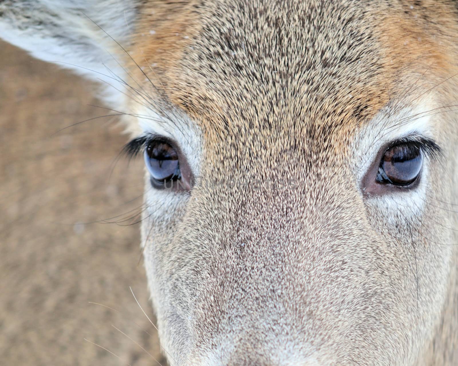 A whitetail deer buck standing in the woods.