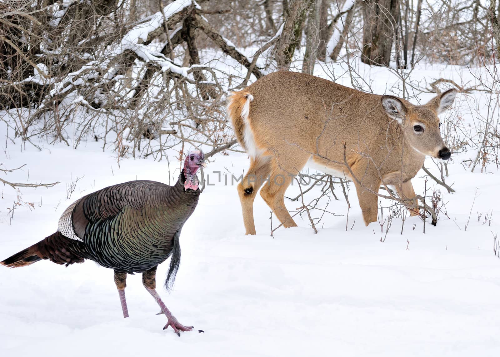 A whitetail deer buck standing in the woods.