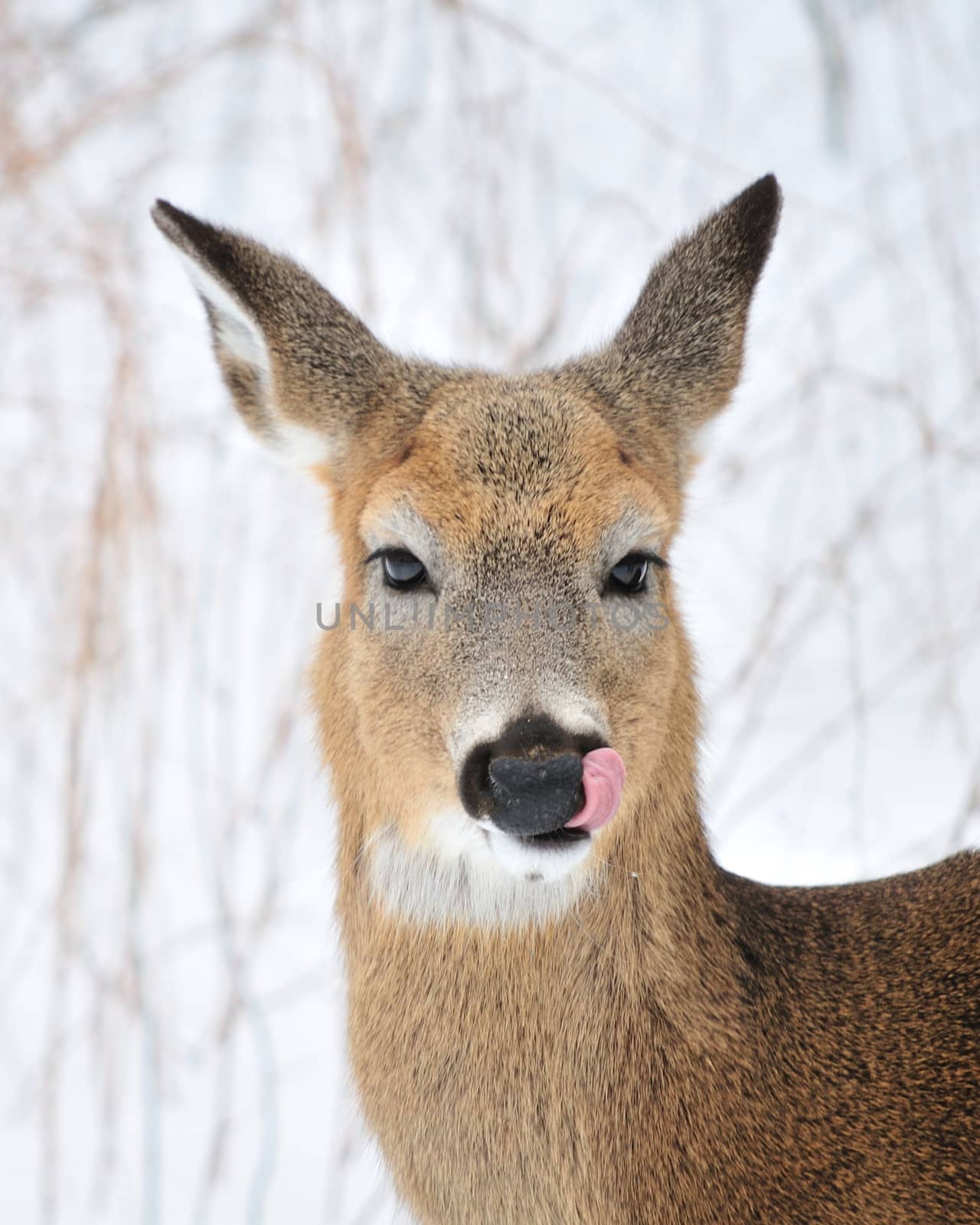 A whitetail deer buck standing in the woods.