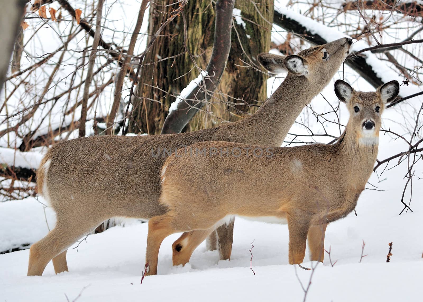 A whitetail deer buck standing in the woods.