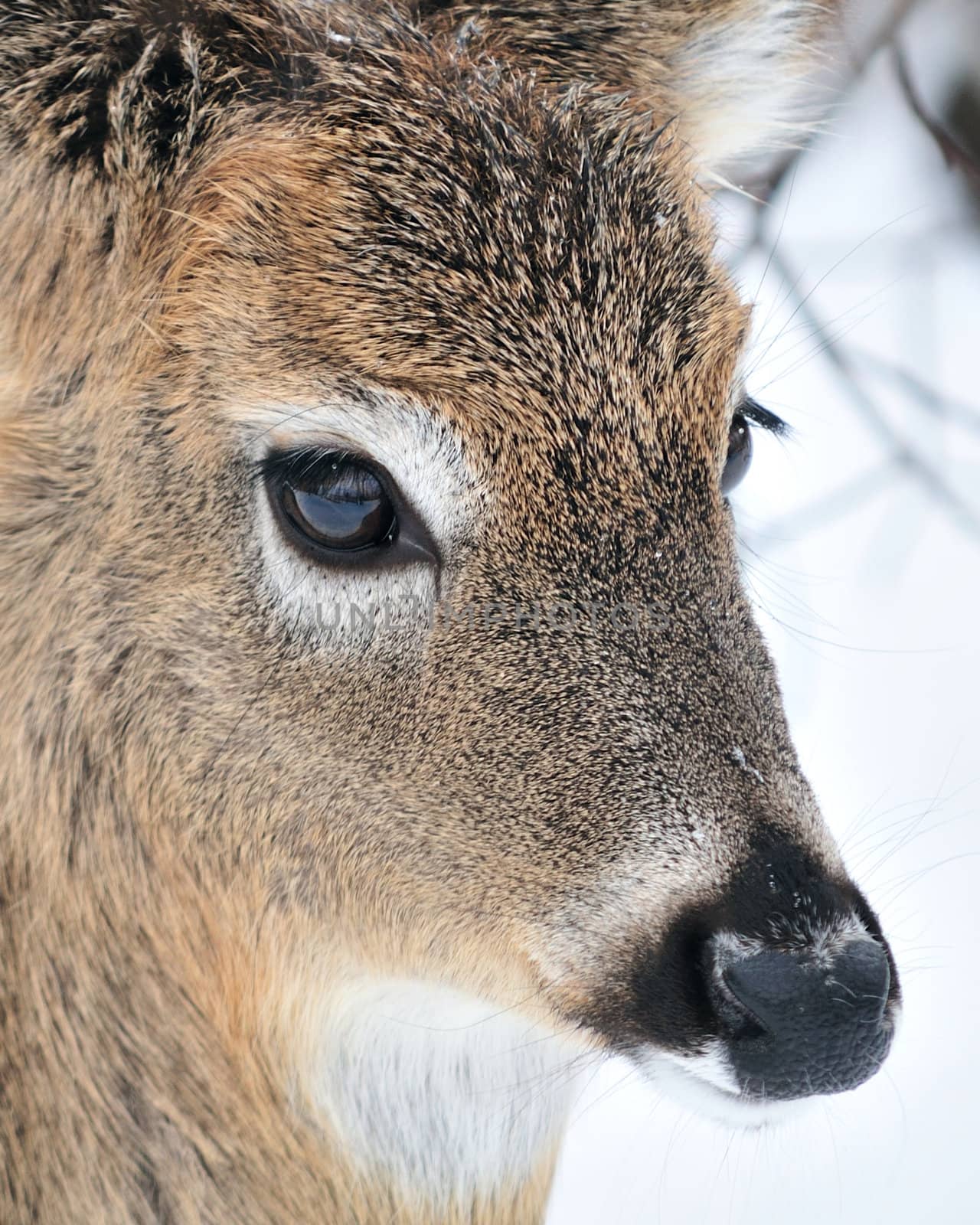 A whitetail deer buck standing in the woods.