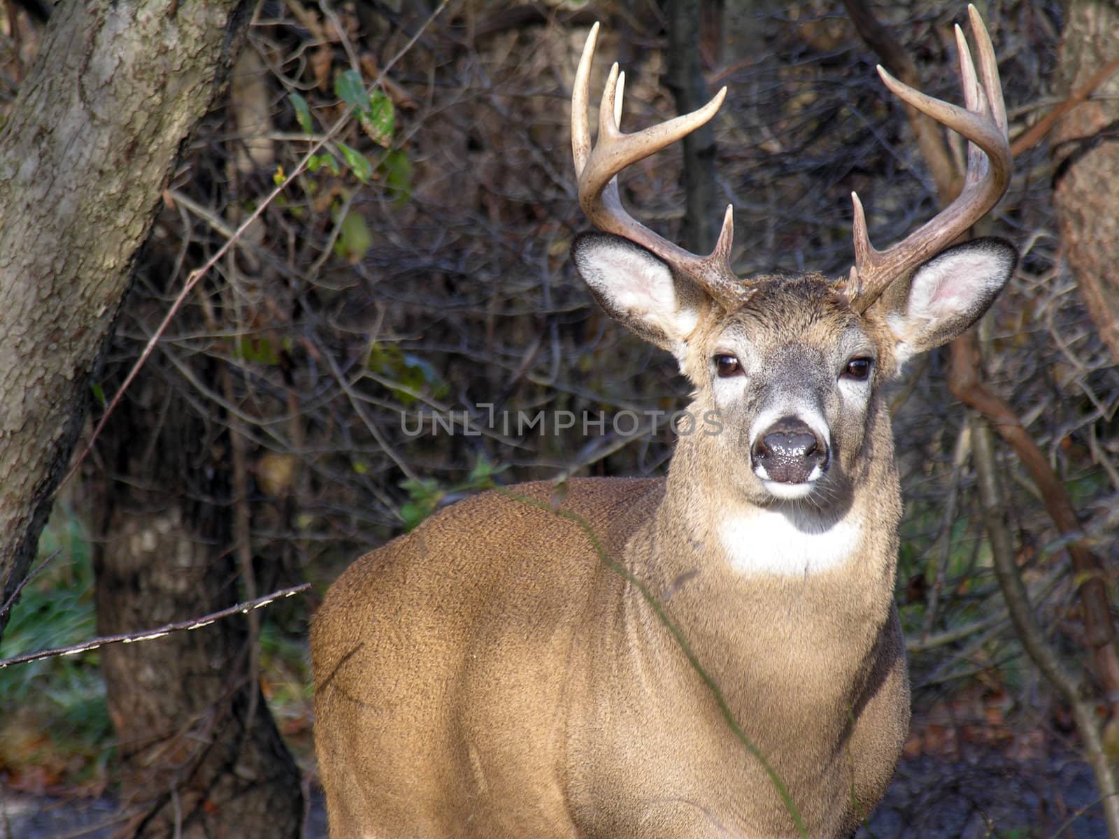 Up close to a whitetail deer buck.