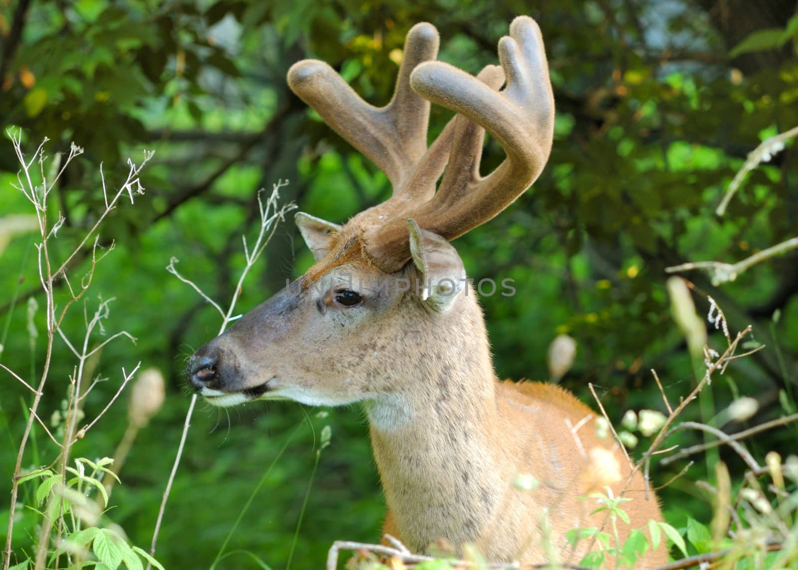 A whitetail deer buck in summer velvet standing in a field.