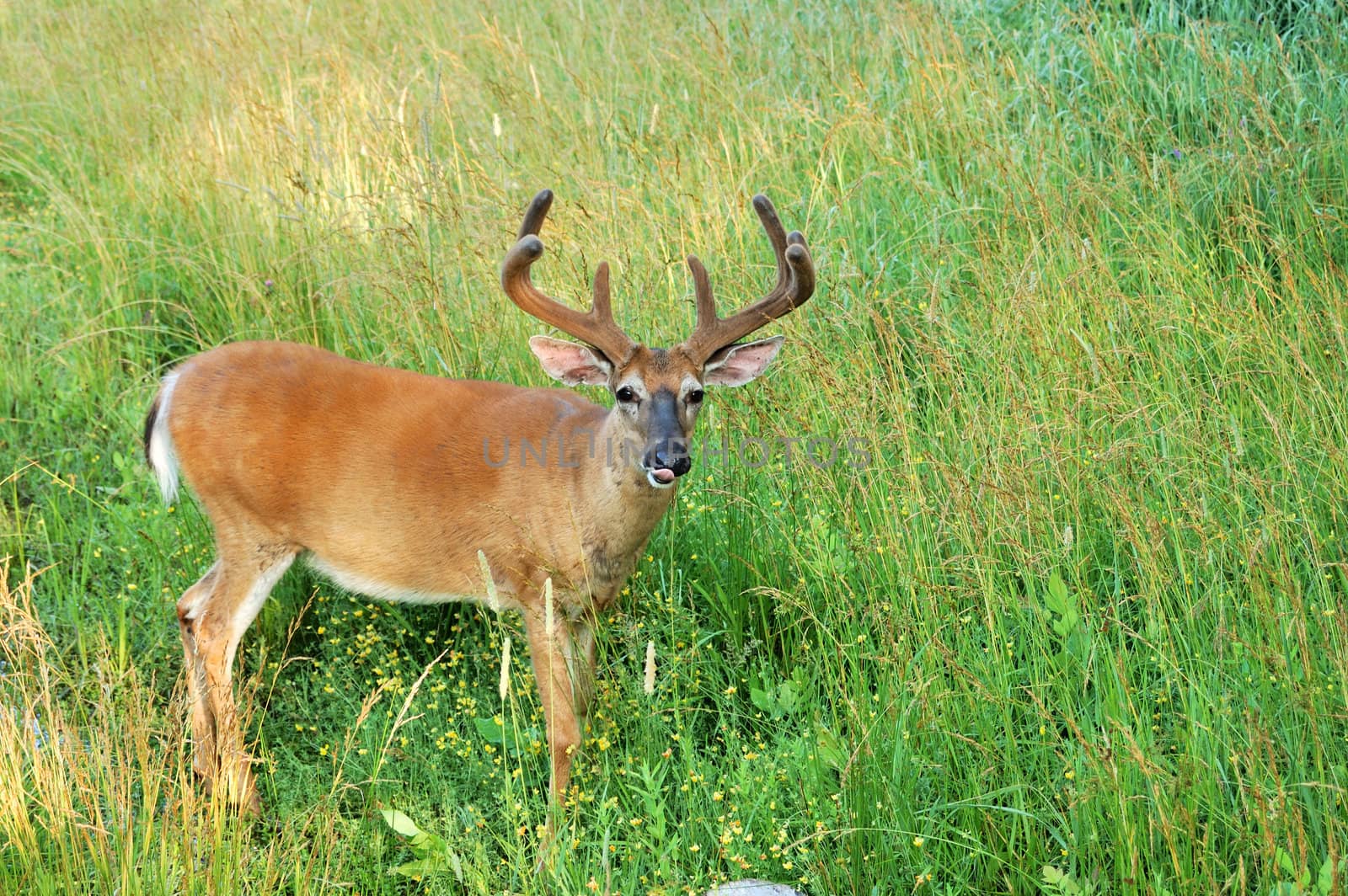 A whitetail deer buck in summer velvet standing in a field.