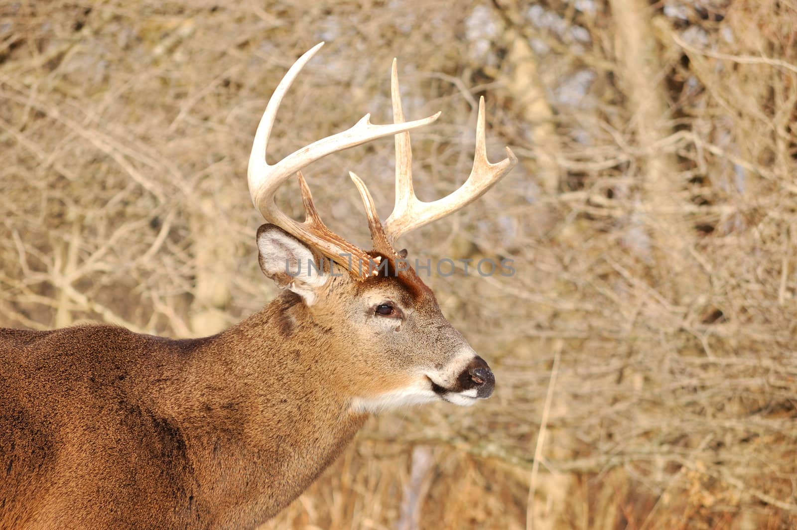 Whitetail Deer Buck by brm1949