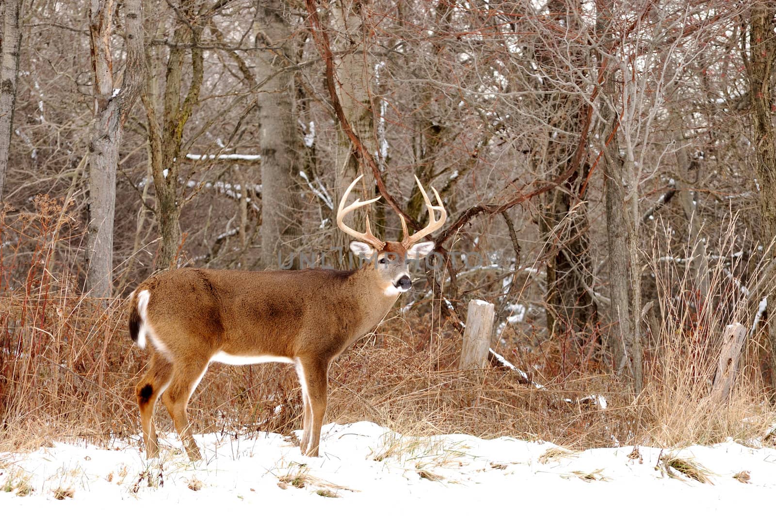 A whitetail deer buck standing in the woods.