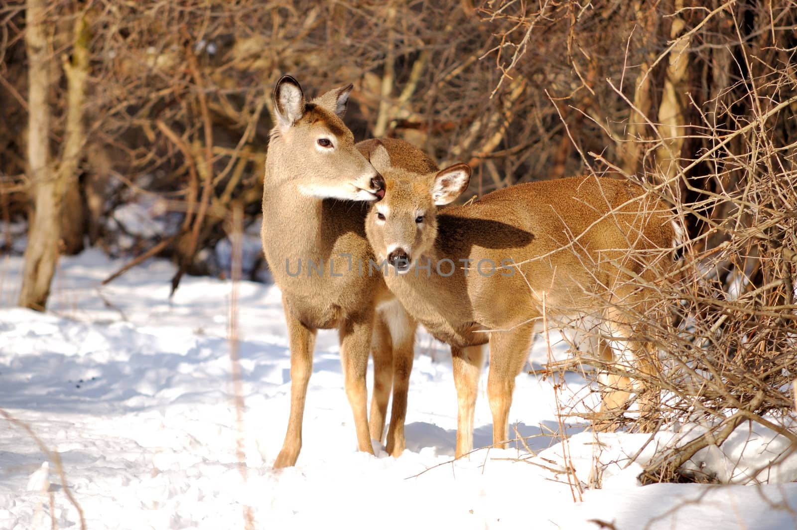 Whitetail Deer Yearling With Doe by brm1949