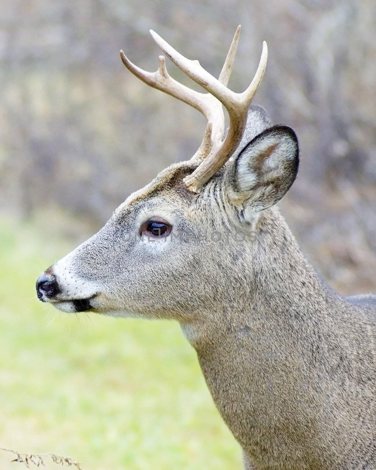Whitetail deer buck.