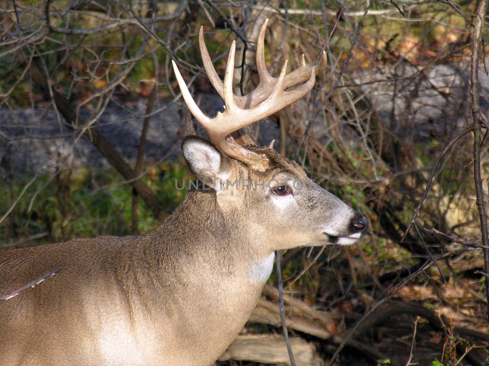Whitetail deer buck standing in the woods.