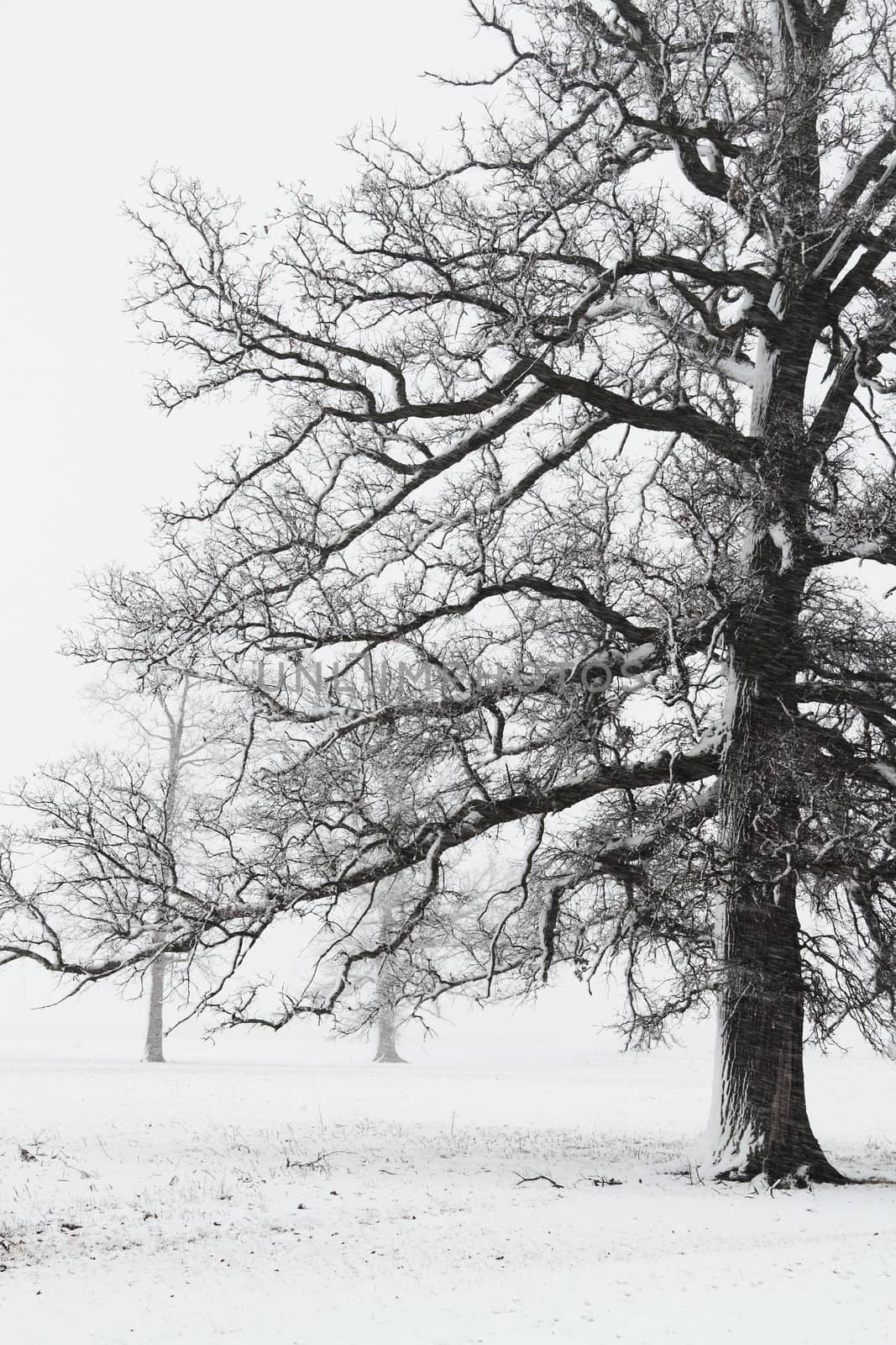 High contrast image of a mature tree in a snow storm.