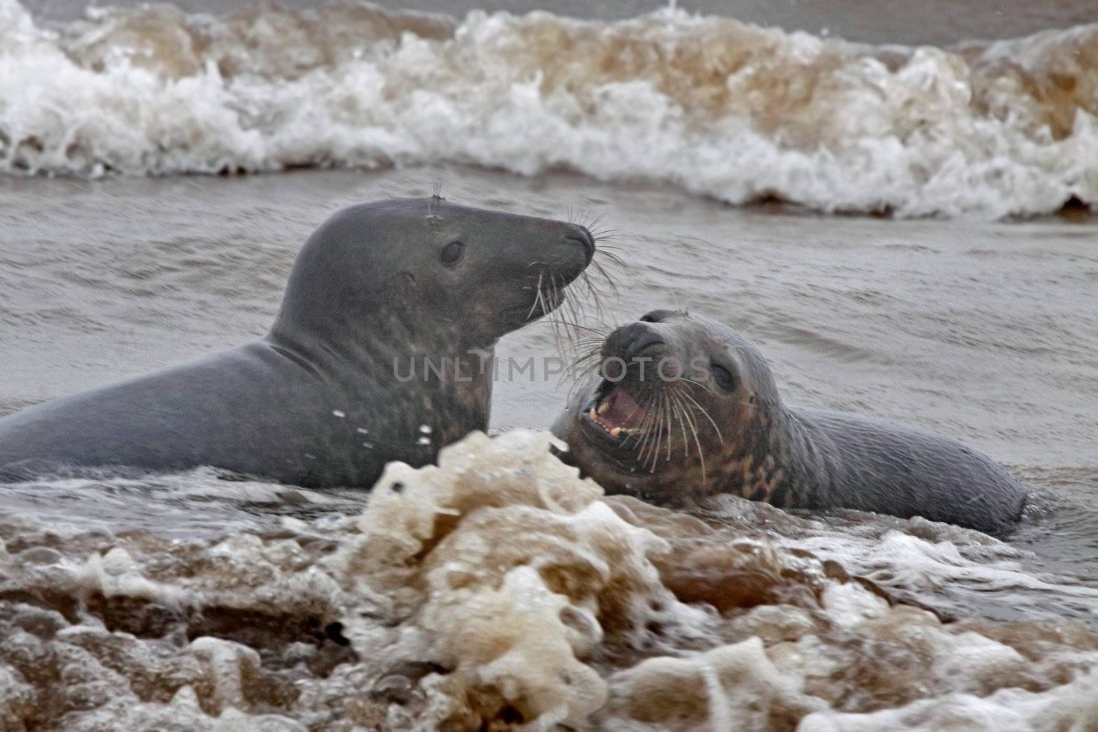 Immatuer Atlantic Grey Seals play in the sea at Donna Nook in Lincolnshire, England.