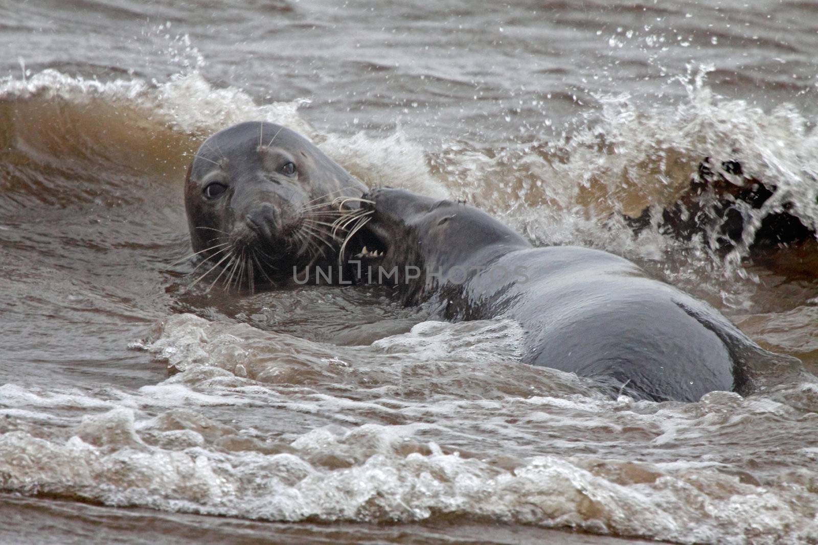 A male and a female immature Atlantic Grey Seals at play in the sea at Donna Nook in Lincolnshire, England.