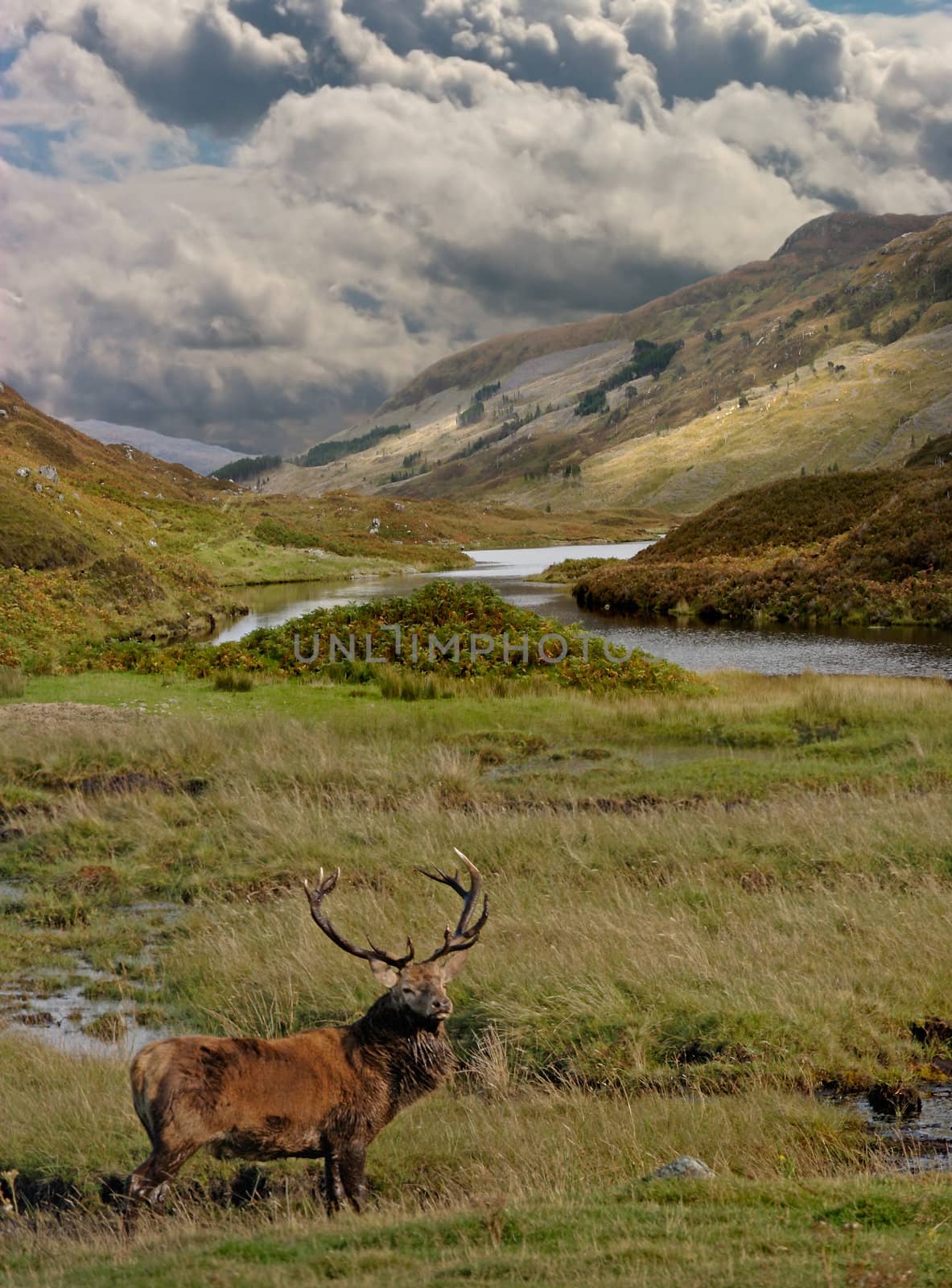 A Red Deer Stag in the Scottish Highlands.