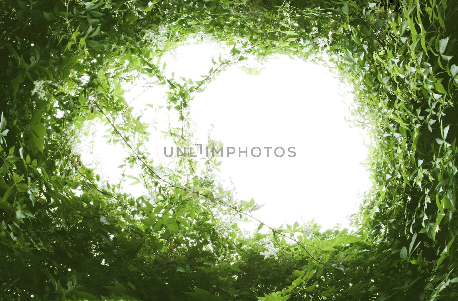 green leaf frame by magann