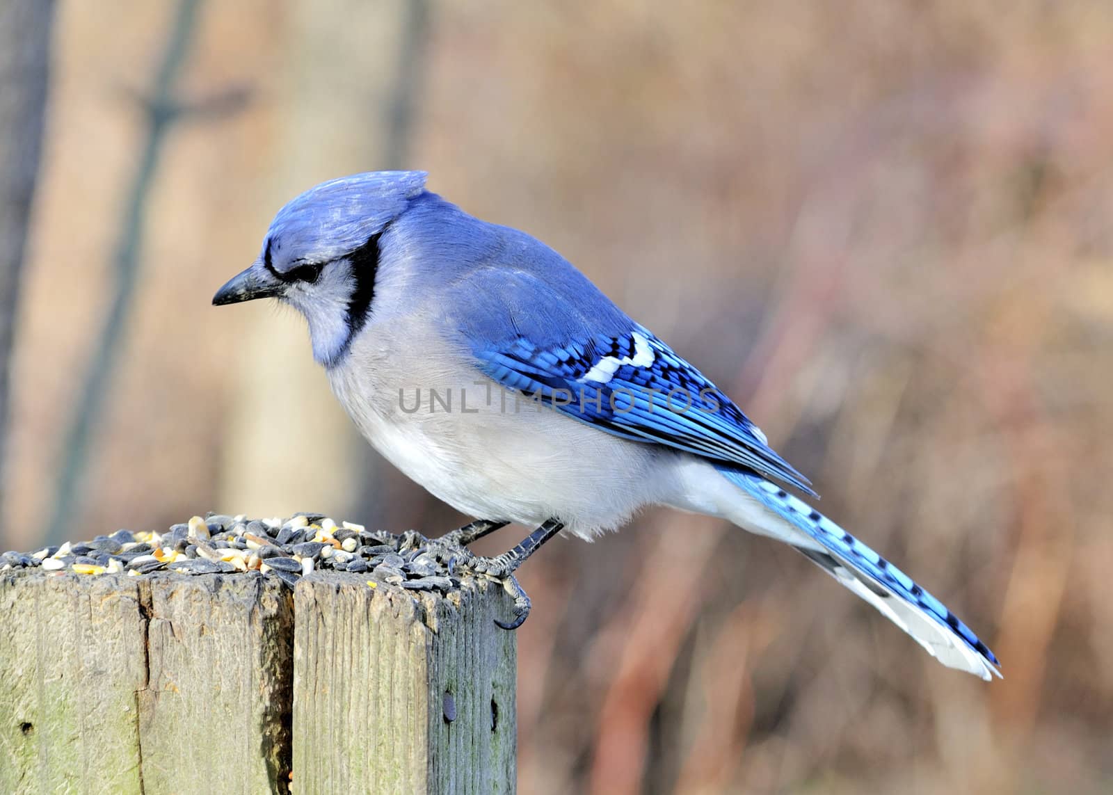 Blue jay by brm1949