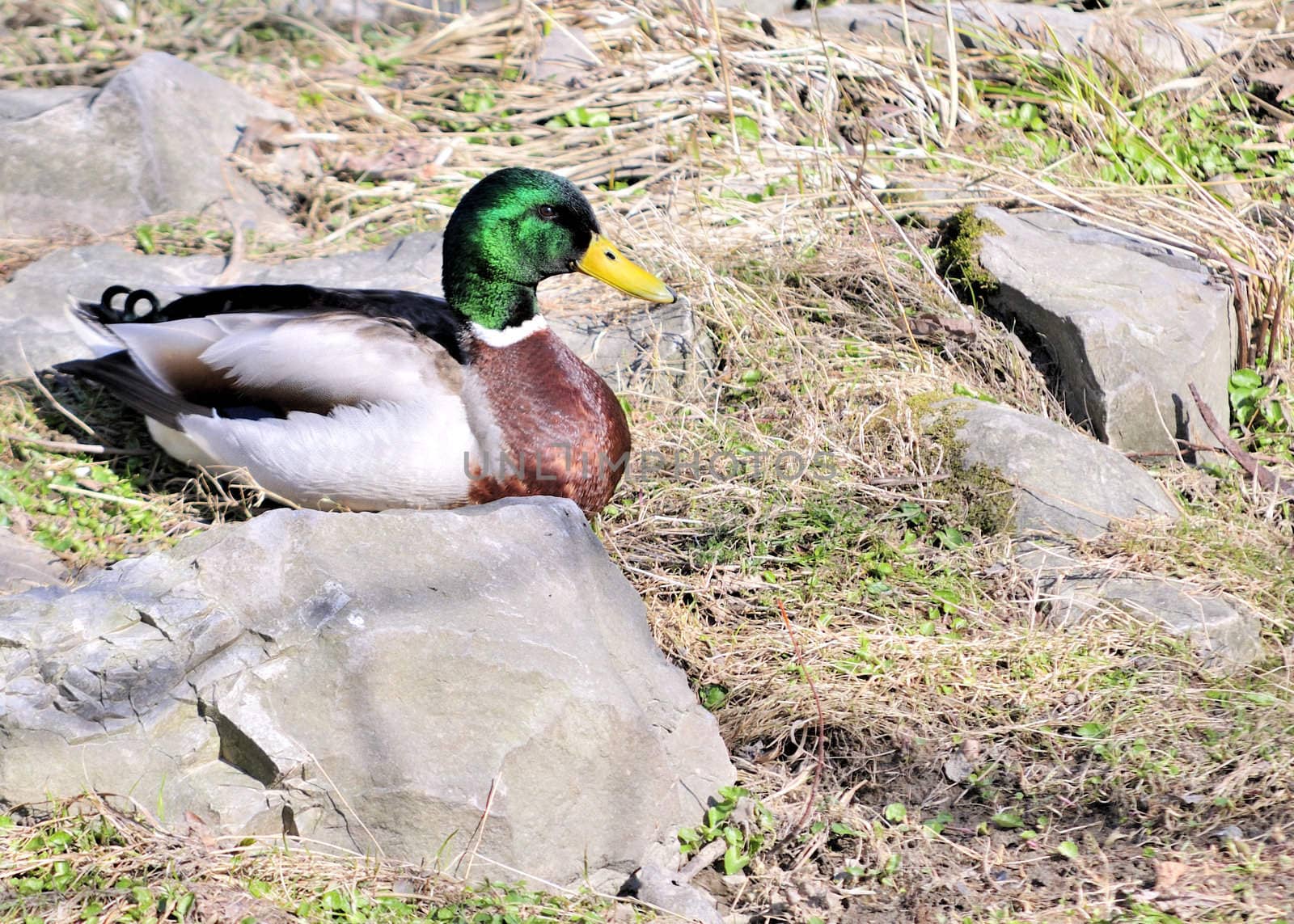 A male mallard duck perched on a rock.