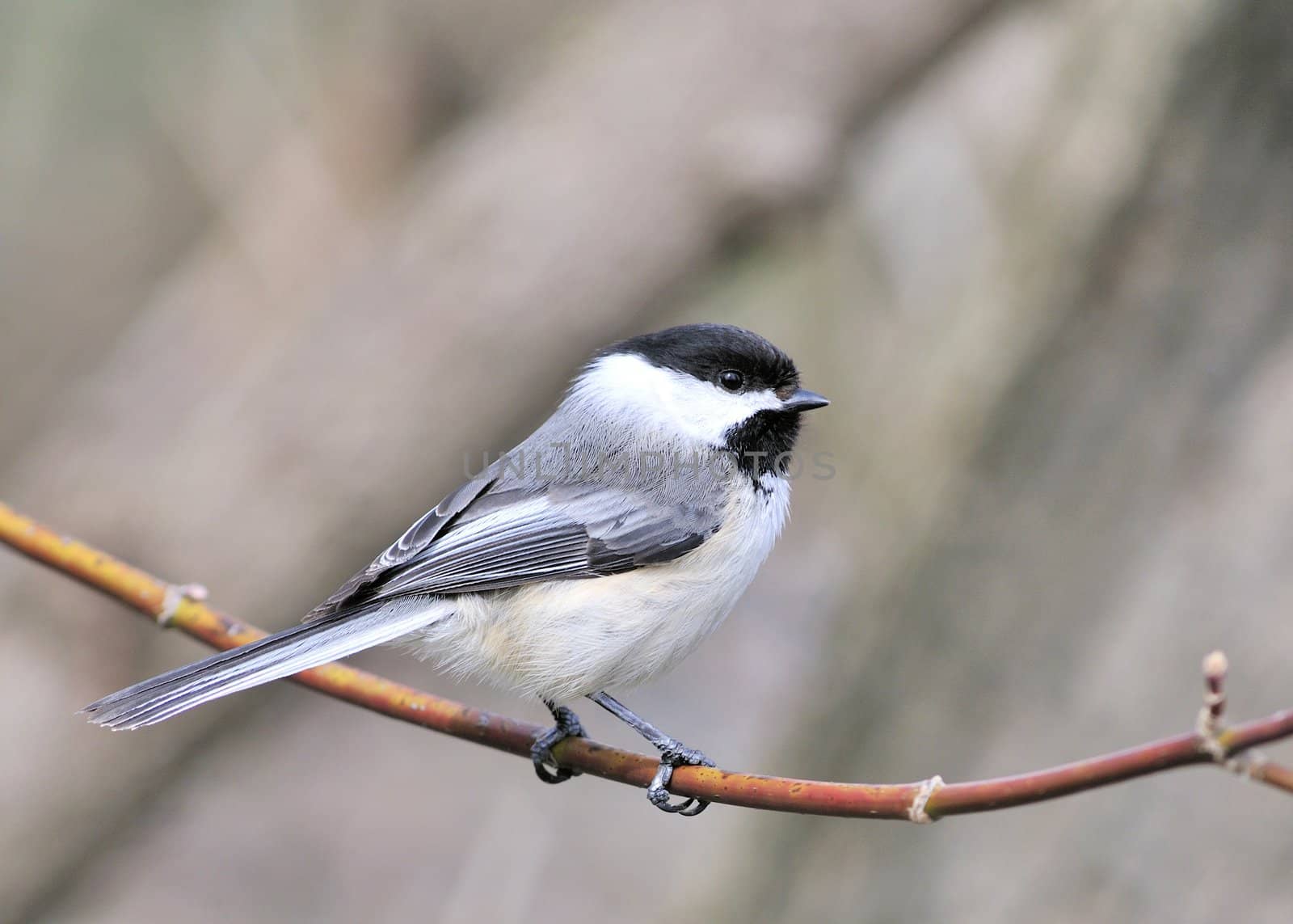 A black-capped chickadee perched on a tree branch.