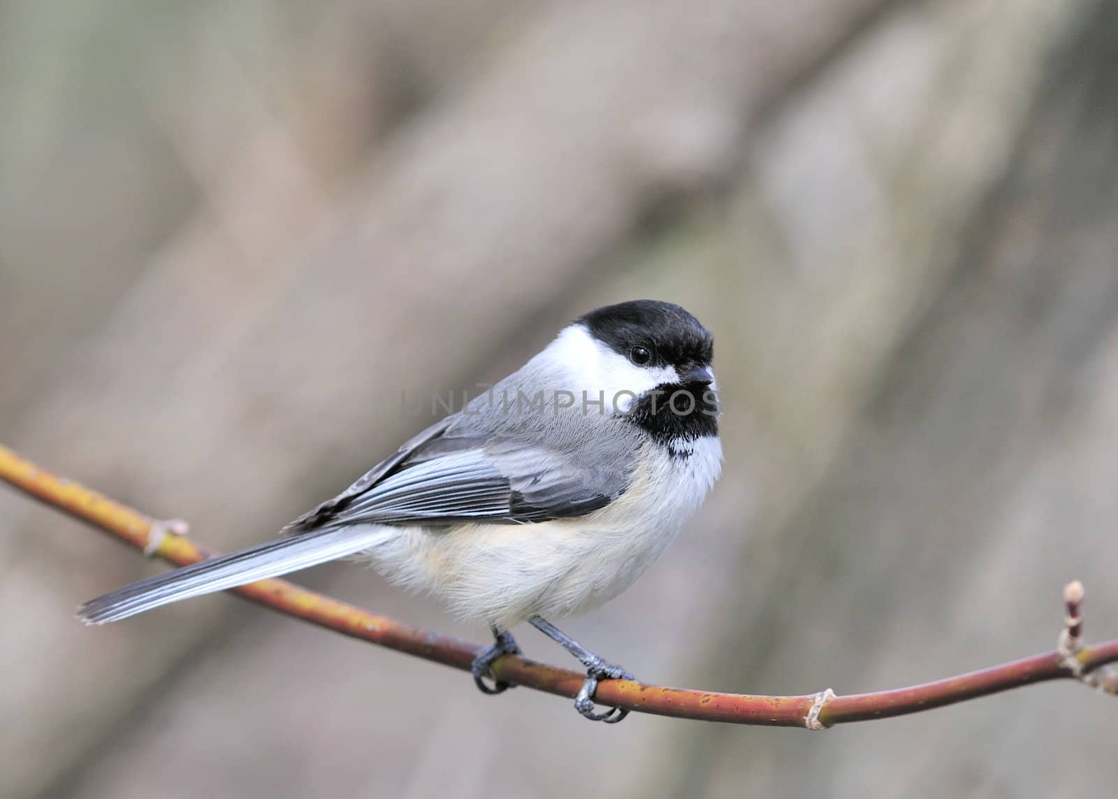 A black-capped chickadee perched on a tree branch.