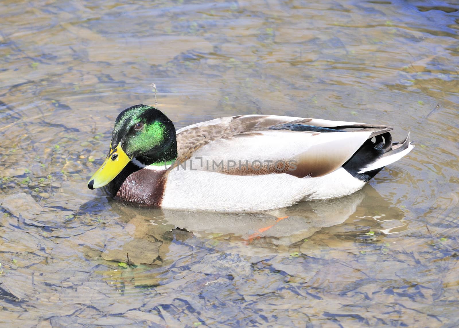 A male mallard duck swimming in a pond.