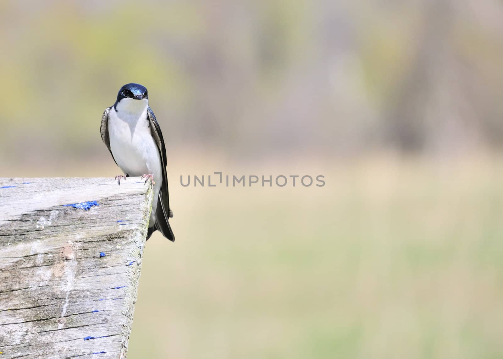 Tree Swallow by brm1949