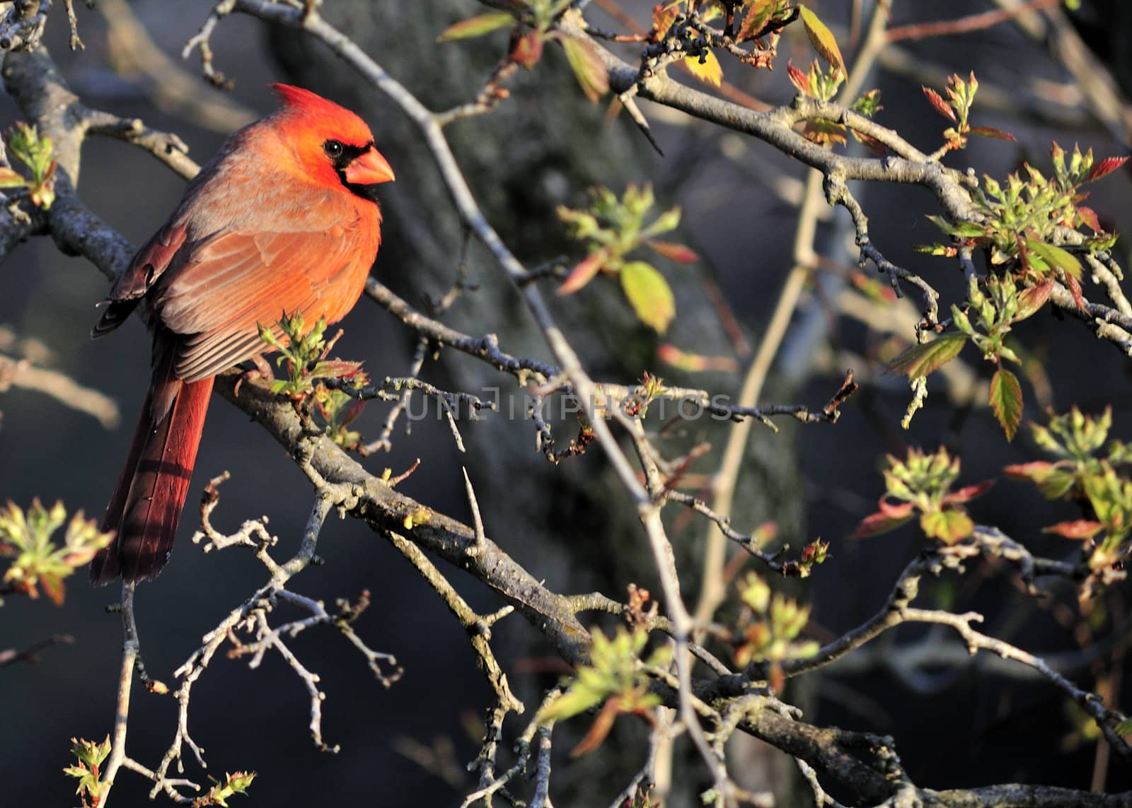 A male Cardinal perched on a branch.