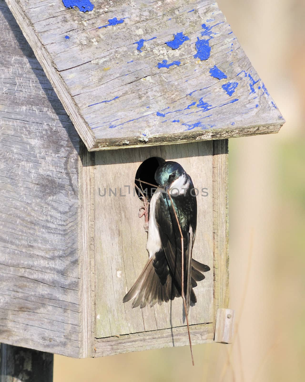 Tree Swallow Nest Building by brm1949